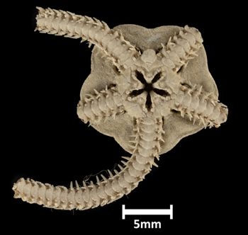 Media type: image;   Invertebrate Zoology OPH-1475 Description: Bottom of brittle star with mouth visible.;  Aspect: ventral